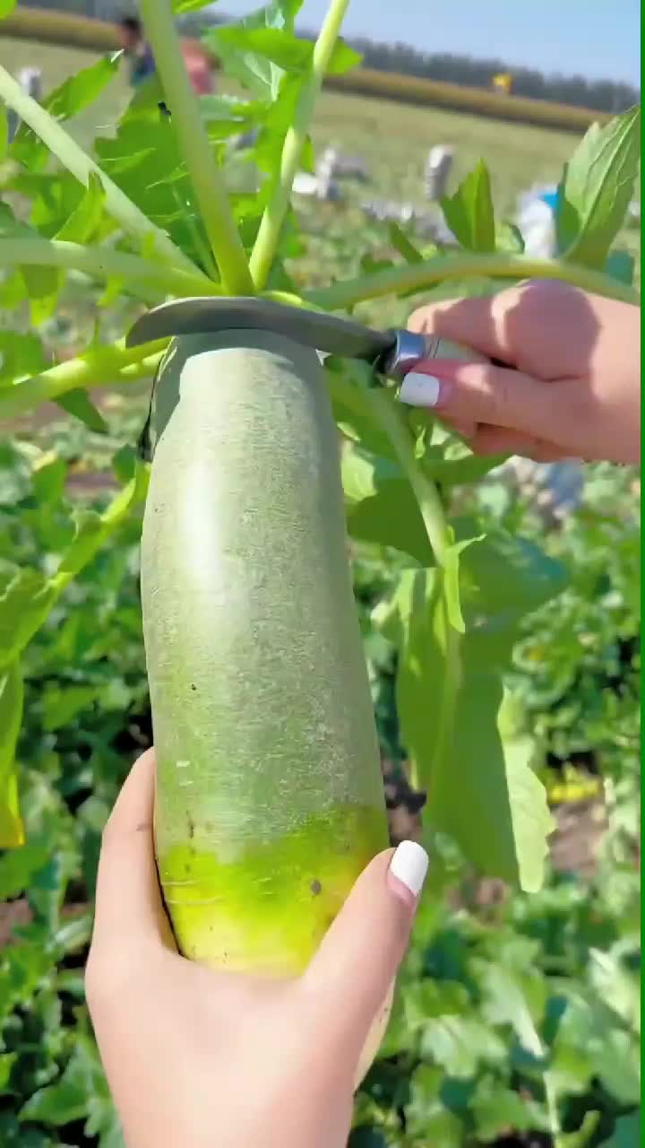 fruitshouse.28 - Video 17