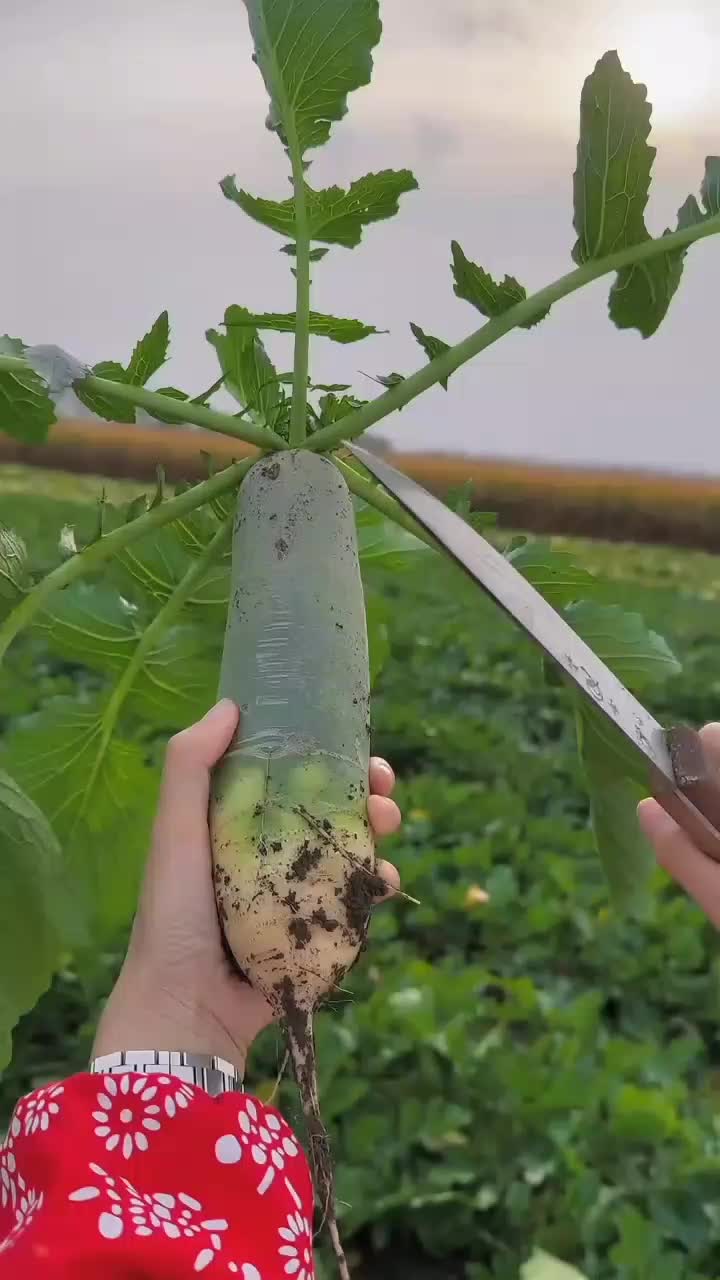 fruitshouse.28 - Video 30