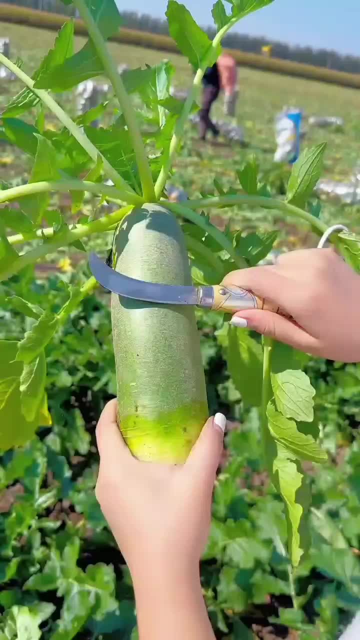 fruitshouse.28 - Video 109