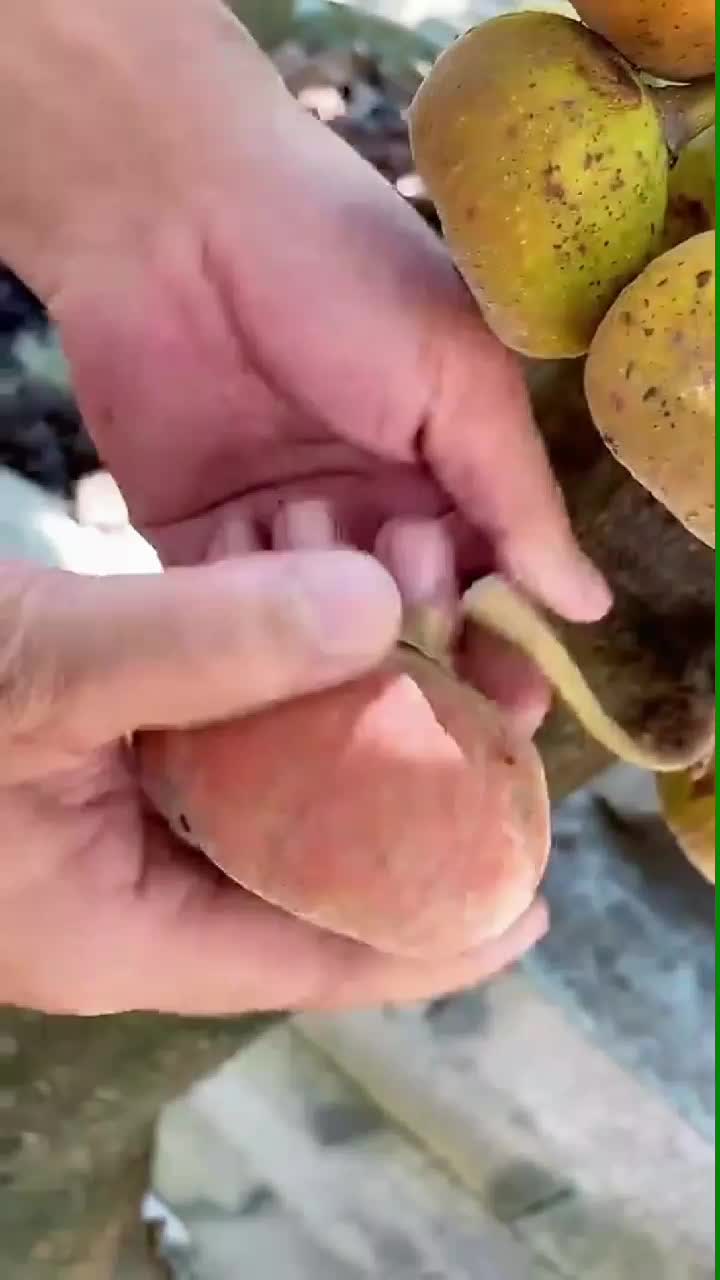 fruitshouse.28 - Video 18