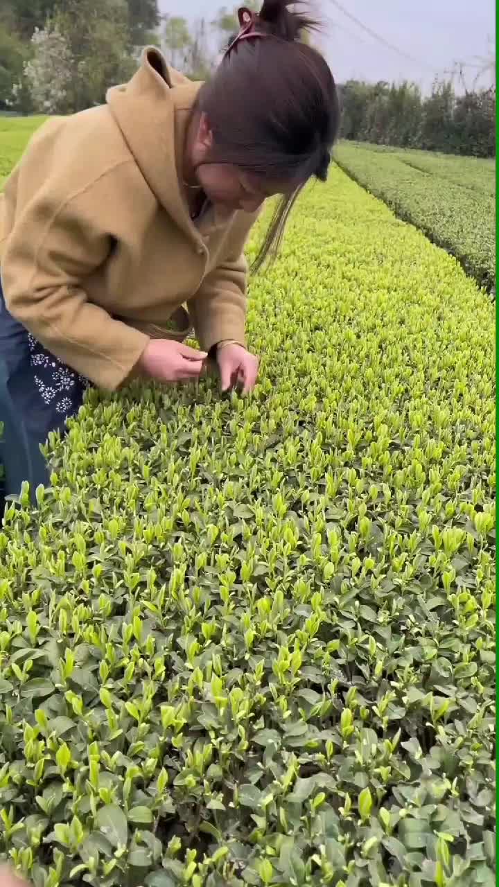 fruitshouse.28 - Video 65