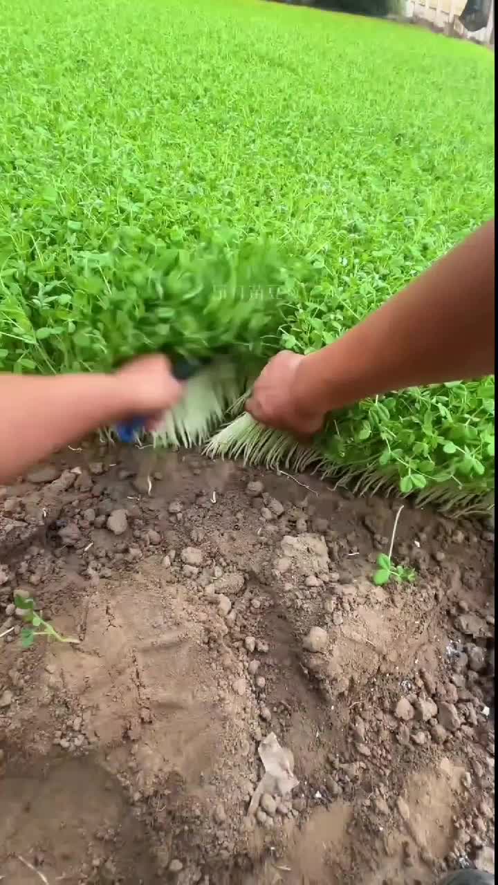 fruitshouse.28 - Video 31